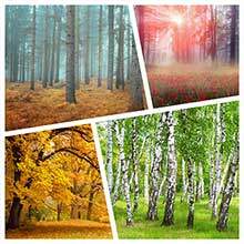 Обои на стену с лесами и лесными пейзажами