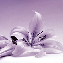 Обои и фотообои с лилиями