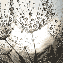 Обои и фотообои с одуванчиками