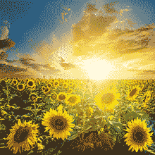 Обои на стену с подсолнухами