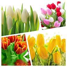 Обои и фотообои с тюльпанами