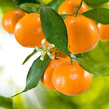 Фотообои с разными растениями