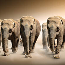 Фотообои с слонами на стену