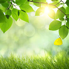 Обои на стену с листьями и травой