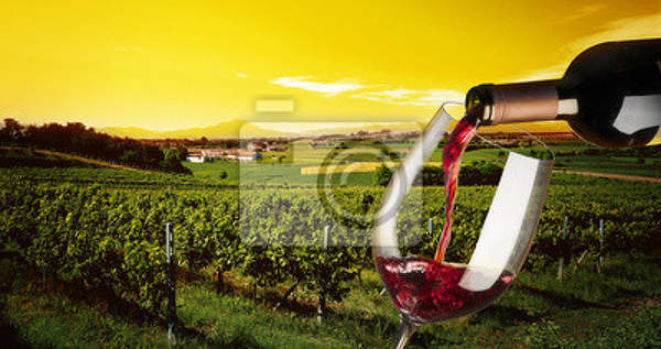 Фотообои - Вино и виноградник