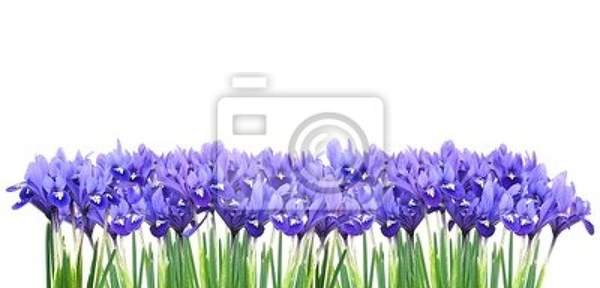 Фотообои с ирисами