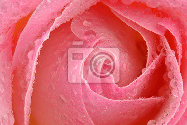 Фотообои - Макро роза с каплями