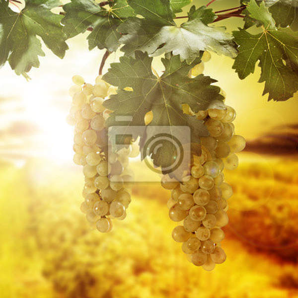 Фотообои - Виноград в лучах солнца