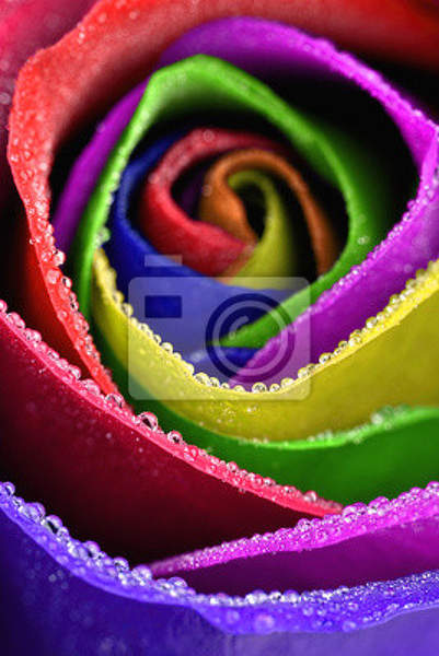 Фотообои - Разноцветная роза макро