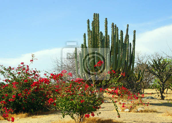 Фотообои с мексиканской пустыней и кактусами
