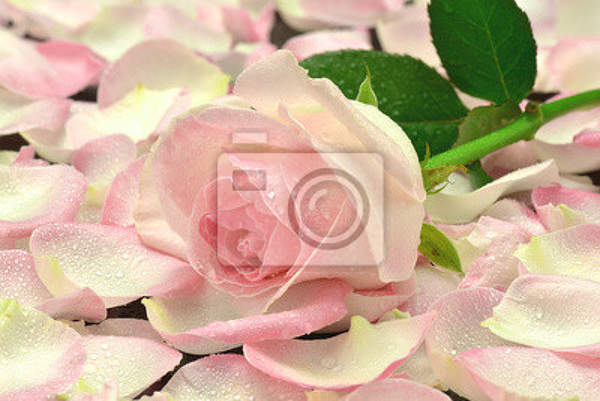 Фотообои - Роза на лепестках