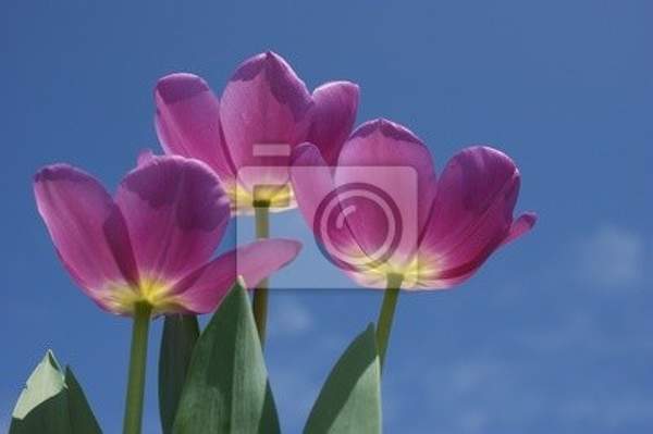 Фотообои с фиолетовыми тюльпанами на фоне неба