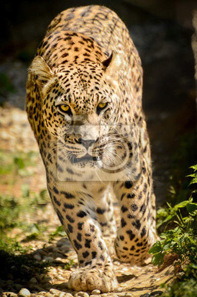 Вертикальные фотообои - Леопард