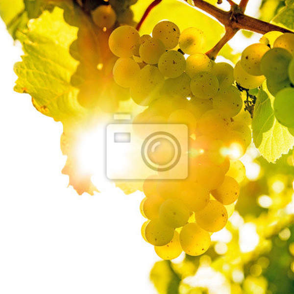 Фотообои на стену - Белый виноград