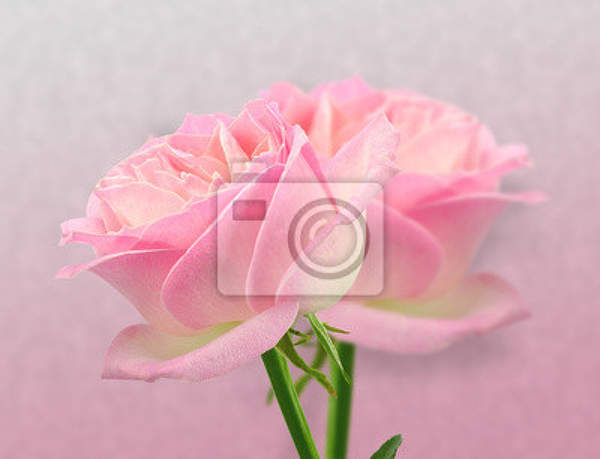 Фотообои - Две розовых розы