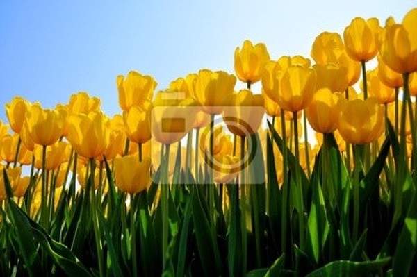 Фотообои на стену с желтыми тюльпанами