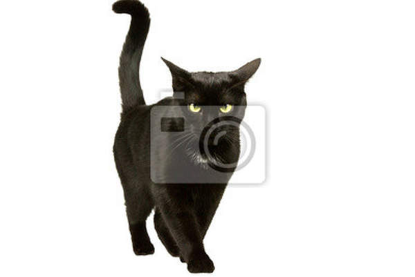Фотообои - Черный кот