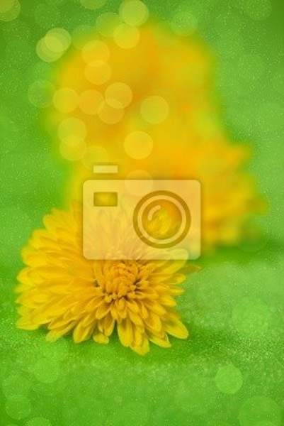 Фотообои с желтыми одуванчиками в зелени