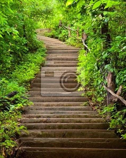 Фотообои с лестницей в лесу