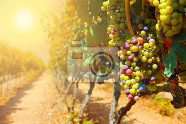 Фотообои - Виноградник в лучах солнца