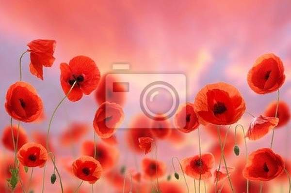 Фотообои с красными маками на закате