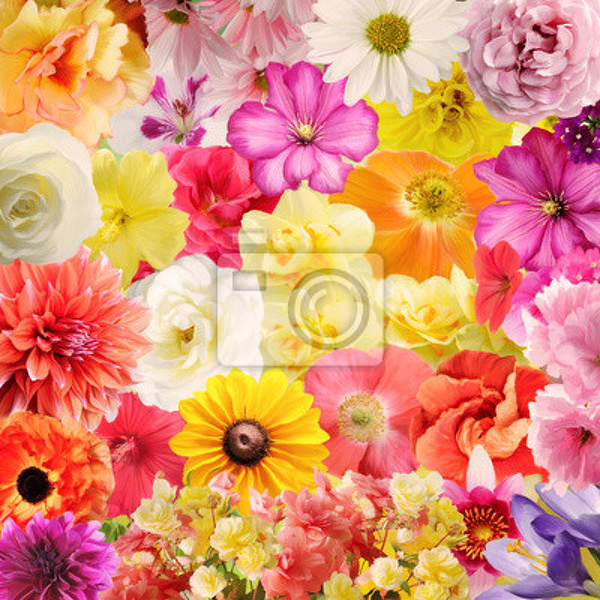 Фотообои - Разноцветные цветы