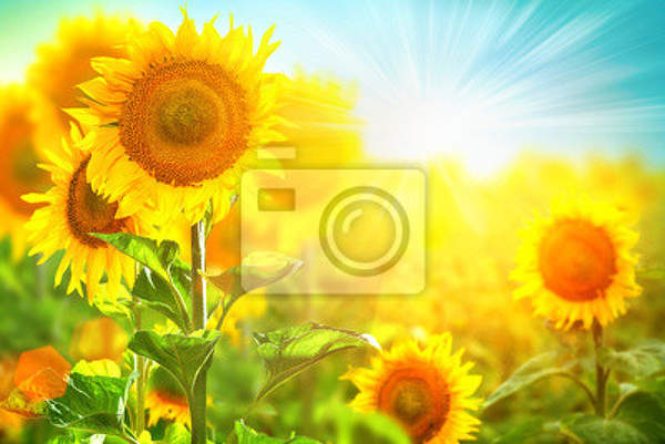 Фотообои с цветами солнца
