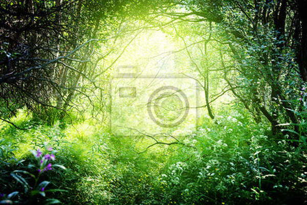 Фотообои с таинственным лесом