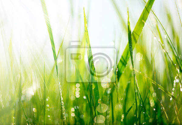 Фотообои с зеленой травой