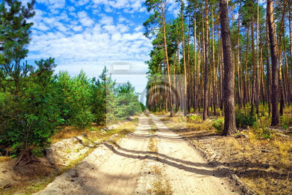 Фотообои с дорогой в сосновом лесу