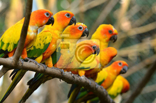 Фотообои с яркими попугайчиками