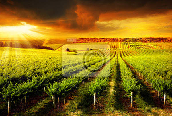 Фотообои с виноградником на закате