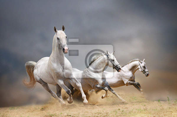 Фотообои с белыми лошадьми
