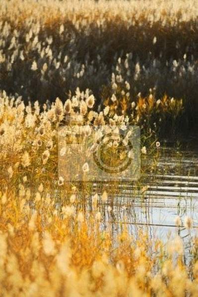 Фотообои c камышом на озере
