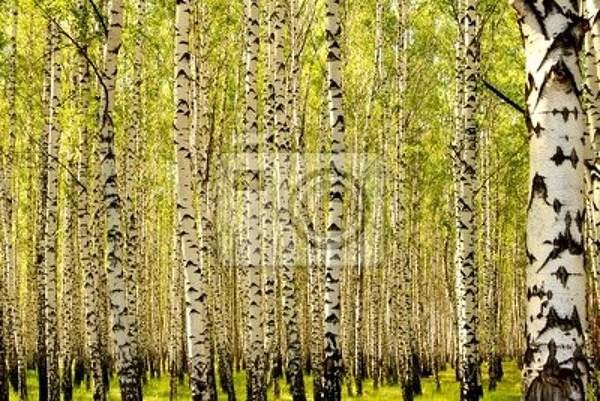 Фотообои - Березы