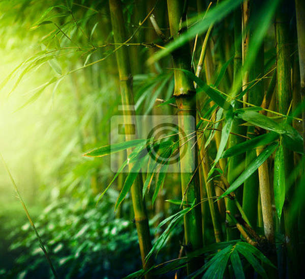 Фотообои с бамбуком (пейзаж)