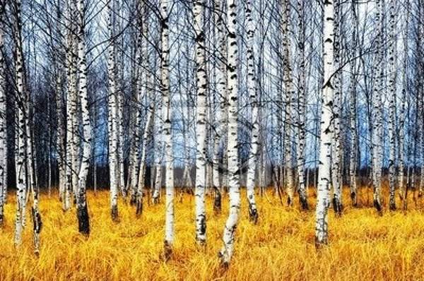 Фотообои с березовой рощей