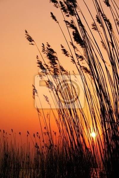 Фотообои - Камыши в лучах заходящего солнца
