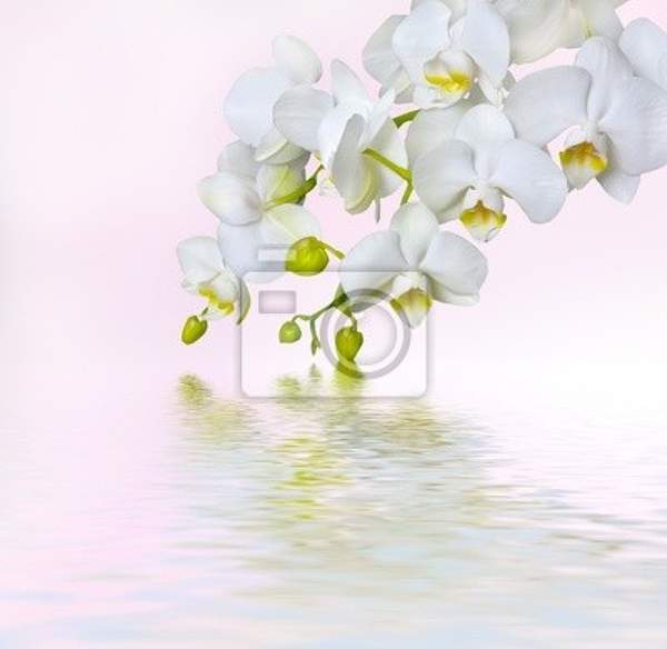 Фотообои с белыми орхидеи над водой