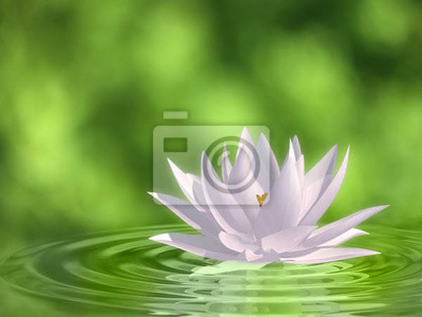 Фотообои с лотосом на воде (зеленый фон)