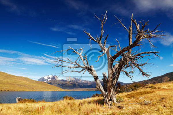 Фотообои - Пейзаж с одиноким деревом