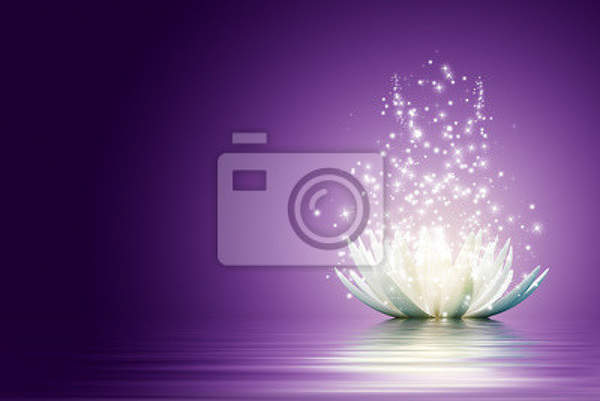 Фотообои -с белым лотосом на фиолетовом фоне