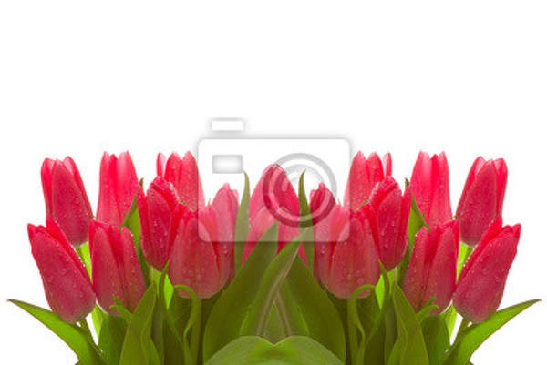 Фотообои с розовыми тюльпанами на белом фоне