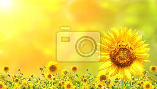Фотообои с подсолнухами