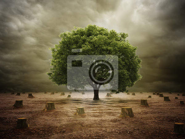 Креативные фотообои с деревом