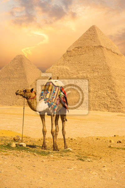 Фотообои с верблюдом и пирамидами