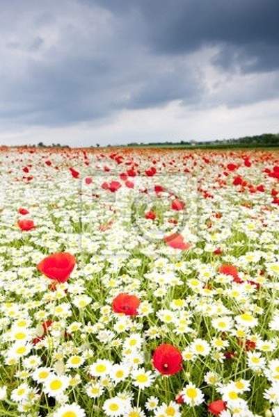 Фотообои с летним лугом и полевыми цветами