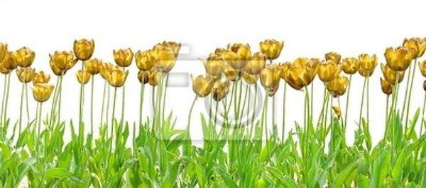Фотообои - Золотые тюльпаны