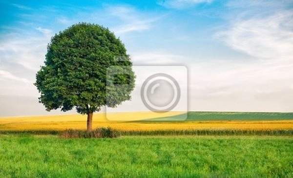 Фотообои на стену с деревом в поле
