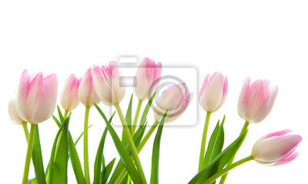 Фотообои с нежно-розовыми тюльпанами на белом фоне